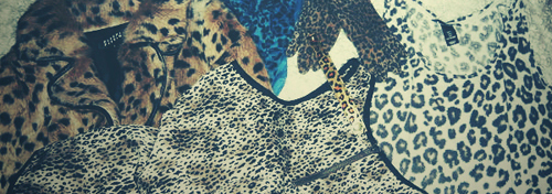 leopard11